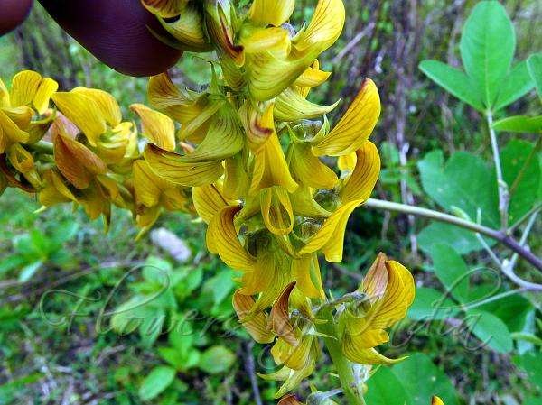 Rattlepod (Crotalaria)